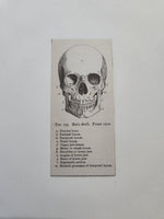 Skull Anatomy Magnet