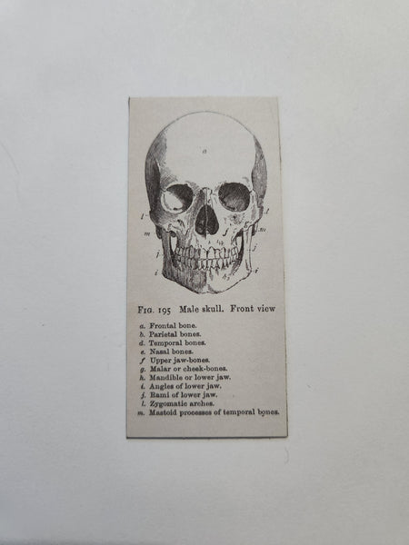 Skull Anatomy Magnet